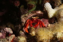 Paguristes cadenati Forest, 1954 Family: Diogenidae