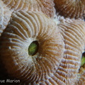 <i>Montastraea cavernosa</i> (Linnaeus, 1767) <u>Family:</u> Montastraeidae