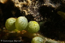 Caulerpa racemosa (Forsskal) J. Agardh, 1873 Family: Caulerpaceae