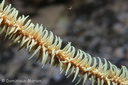 Stichopathes lutkeni  Brook, 1889 Family: Antipathidae
