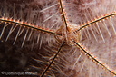 Ophiothrix suensonii  Lütken, 1856 Family: Ophiothricidae