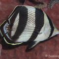 <i>Chaetodon striatus</i> Linnaeus, 1758 <u>Family:</u> Chaetodontidae