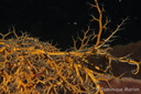 Astrophyton muricatum (Lamarck, 1816) Family: Gorgonocephalidae