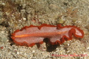 Anilao 2025 008