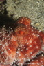 Anilao 2025 050