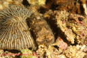 Parribacus antarcticus (Lund, 1793) Family: Scyllaridae